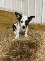 Cowboy Corgi Merle male, a male Australian Cattle Dog and Cardigan Welsh Corgi for sale in Dodgeville, WI – 2 of 4