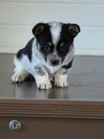 Cowboy Corgi Female 4, a female Australian Cattle Dog and Cardigan Welsh Corgi for sale in Dodgeville, WI – 3 of 8