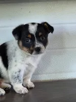 Cowboy Corgi Female 1, a female Australian Cattle Dog and Cardigan Welsh Corgi for sale in Dodgeville, WI – 5 of 7