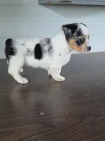 Cowboy Corgi Female 5, a female Australian Cattle Dog and Cardigan Welsh Corgi for sale in Dodgeville, WI – 2 of 8