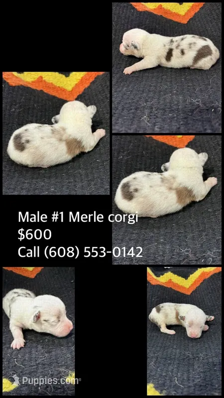 Male #1 Merle Corgi – Cardigan Welsh Corgi puppy for sale in Dodgeville, WI