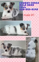 Cowboy Corgi Merle male, a male Australian Cattle Dog and Cardigan Welsh Corgi for sale in Dodgeville, WI – 1 of 5