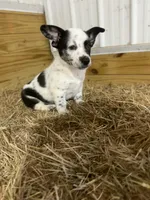 Cowboy Corgi Merle male, a male Australian Cattle Dog and Cardigan Welsh Corgi for sale in Dodgeville, WI – 4 of 4