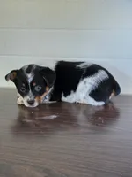 Cowboy Corgi Male , a male Australian Cattle Dog and Cardigan Welsh Corgi for sale in Dodgeville, WI – 2 of 6