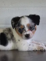 Cowboy Corgi Female 5, a female Australian Cattle Dog and Cardigan Welsh Corgi for sale in Dodgeville, WI – 8 of 8