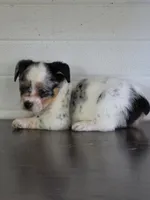 Cowboy Corgi Female 5, a female Australian Cattle Dog and Cardigan Welsh Corgi for sale in Dodgeville, WI – 4 of 8