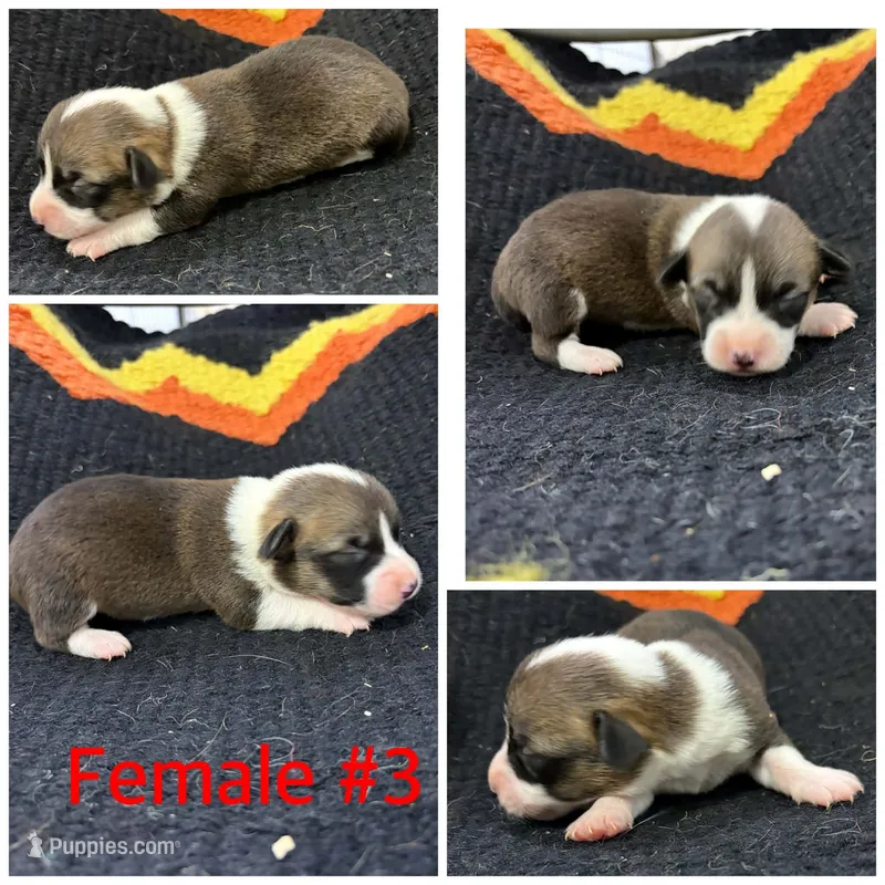 Female #3 – Cardigan Welsh Corgi puppy for sale in Dodgeville, WI