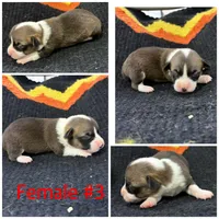 Female #3, a female Cardigan Welsh Corgi for sale in Dodgeville, WI – 1 of 1