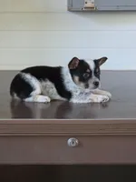 Cowboy Corgi Female 4, a female Australian Cattle Dog and Cardigan Welsh Corgi for sale in Dodgeville, WI – 8 of 8