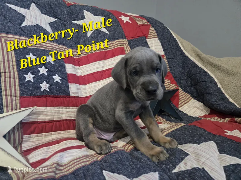 Blackberry – Great Dane puppy for sale in Halifax, PA