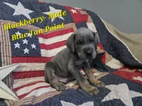 Blackberry, a male Great Dane for sale in Halifax, PA – 1 of 1