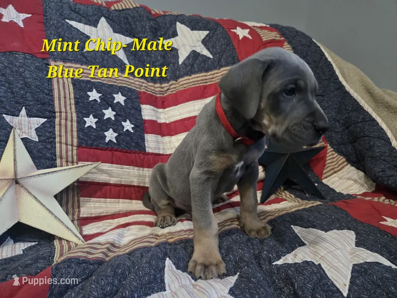 Mint Chip – Great Dane puppy for sale in Halifax, PA