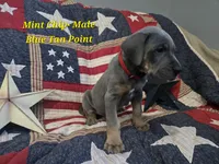 Mint Chip, a male Great Dane for sale in Halifax, PA – 1 of 1