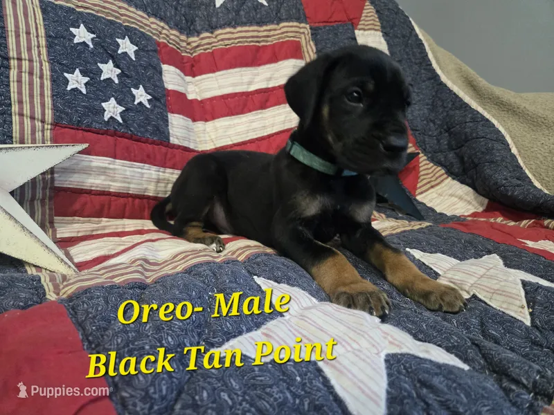 Oreo – Great Dane puppy for sale in Halifax, PA