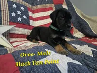 Oreo, a male Great Dane for sale in Halifax, PA – 1 of 1