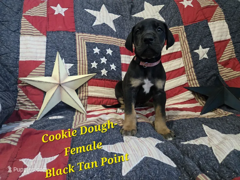 Cookie Dough – Great Dane puppy for sale in Halifax, PA