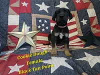 Cookie Dough, a female Great Dane for sale in Halifax, PA – 1 of 1