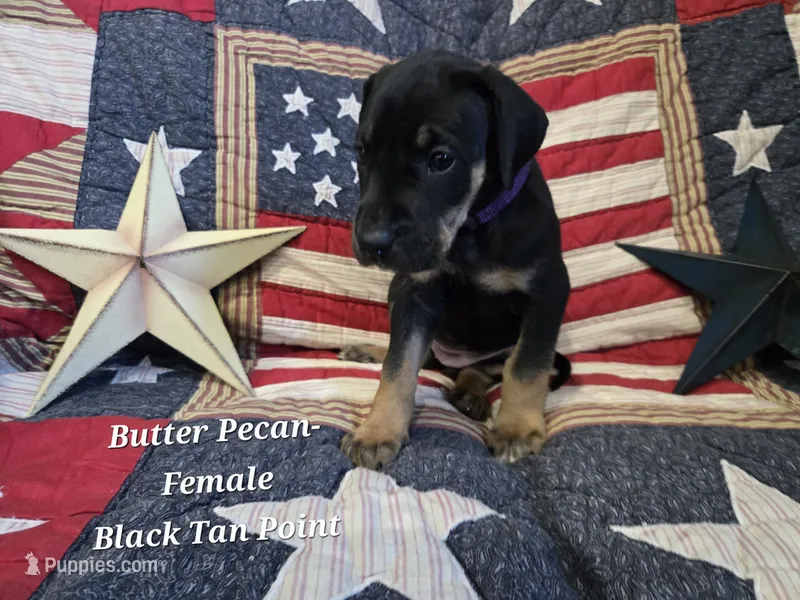 Butter Pecan – Great Dane puppy for sale in Halifax, PA