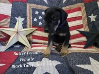 Butter Pecan, a female Great Dane for sale in Halifax, PA – 1 of 1