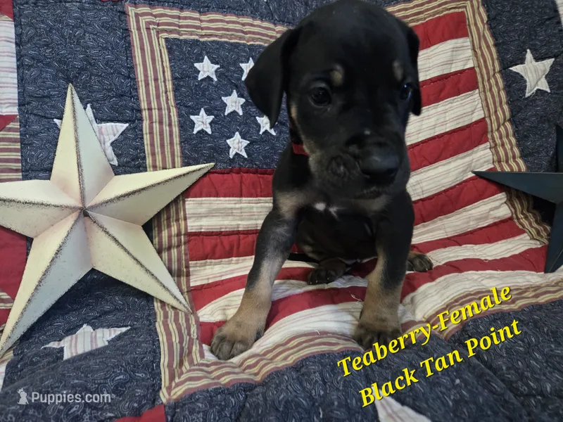 Teaberry – Great Dane puppy for sale in Halifax, PA