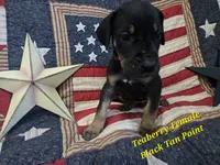 Teaberry, a female Great Dane for sale in Halifax, PA – 1 of 1