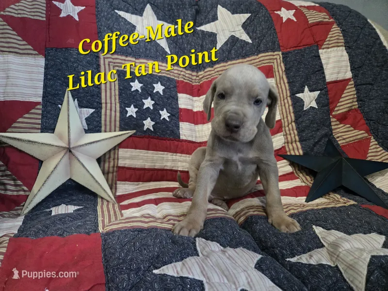 Coffee – Great Dane puppy for sale in Halifax, PA