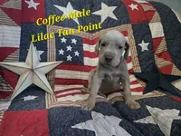 Coffee, a male Great Dane for sale in Halifax, PA – 1 of 1