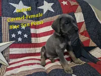 Salted Carmel, a female Great Dane for sale in Halifax, PA – 1 of 1