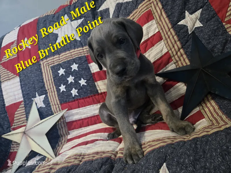 Rockey Road – Great Dane puppy for sale in Halifax, PA