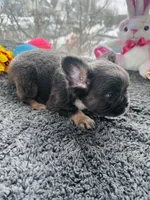 Teddy, a male French Bulldog for sale in Bloomfield, NJ – Photo 6 of 6