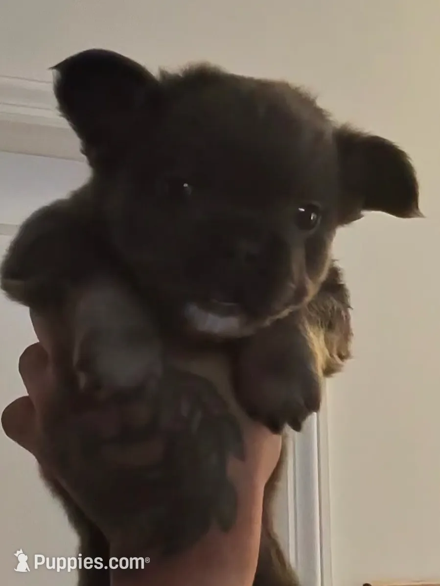 Teddy, a male French Bulldog for sale in Bloomfield, NJ – Photo 5 of 6