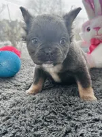 Teddy, a male French Bulldog for sale in Bloomfield, NJ – Photo 1 of 6
