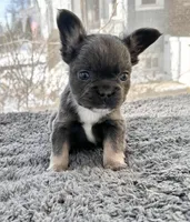 Teddy, a male French Bulldog for sale in Bloomfield, NJ – Photo 2 of 6