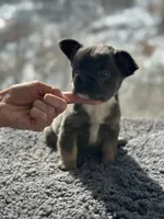 Teddy, a male French Bulldog for sale in Bloomfield, NJ – Photo 3 of 6