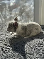 Skittles, a female French Bulldog for sale in Bloomfield, NJ – Photo 3 of 4