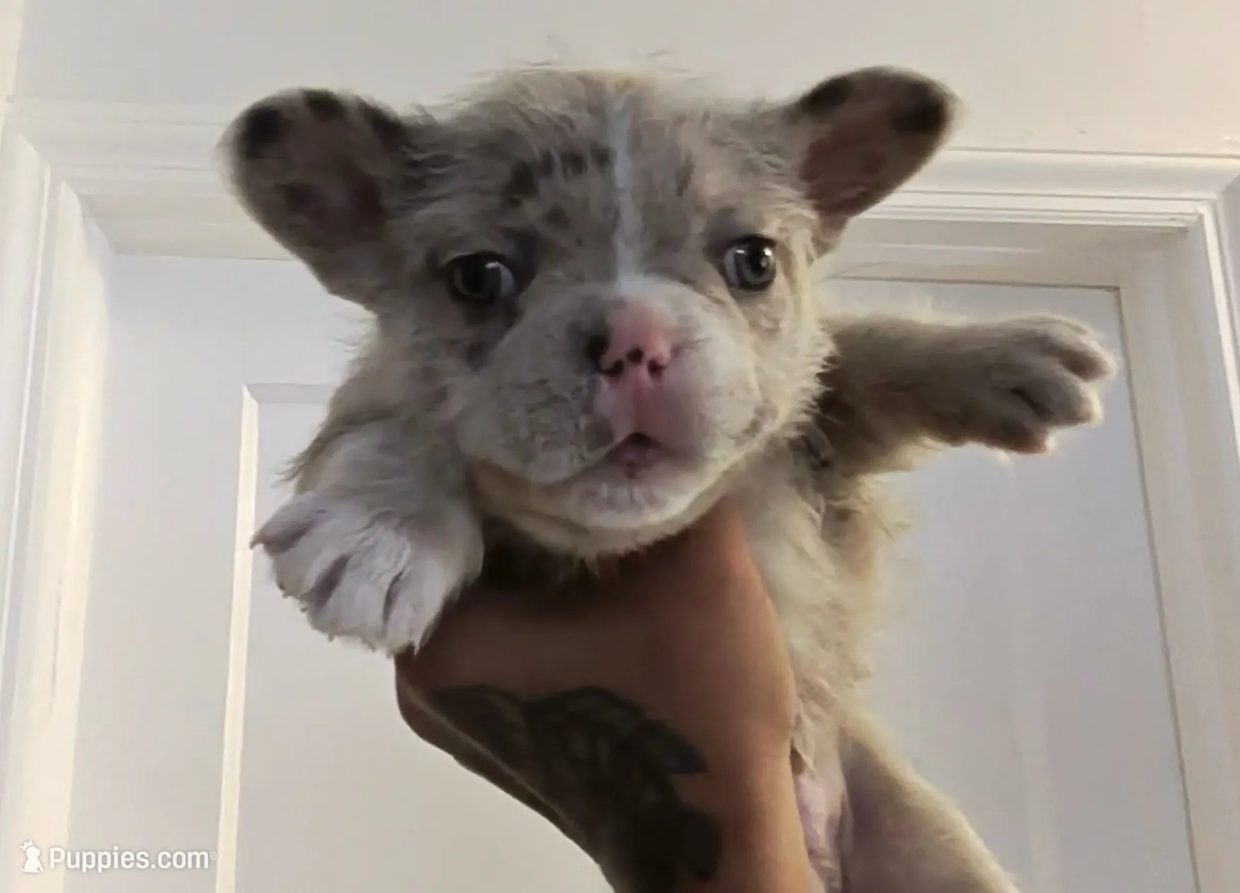 Skittles, a female French Bulldog for sale in Bloomfield, NJ – Photo 4 of 4