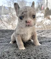 Skittles, a female French Bulldog for sale in Bloomfield, NJ – Photo 1 of 4