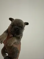 Brownie, a female French Bulldog for sale in Bloomfield, NJ – Photo 4 of 4