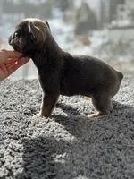 Brownie, a female French Bulldog for sale in Bloomfield, NJ – Photo 3 of 4