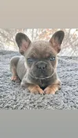 Brownie, a female French Bulldog for sale in Bloomfield, NJ – Photo 1 of 4