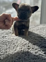 Brownie, a female French Bulldog for sale in Bloomfield, NJ – Photo 2 of 4