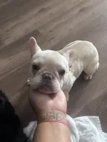 Kali, a female French Bulldog for sale in Lake Charles, LA – 2 of 3