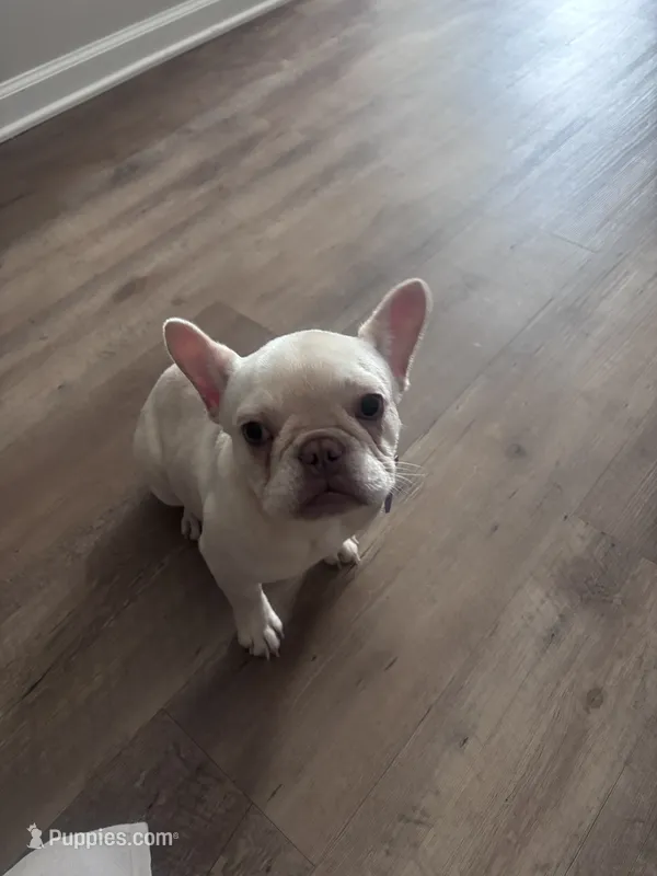 Kali – French Bulldog puppy for sale in Lake Charles, LA