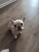 Kali, a female French Bulldog for sale in Lake Charles, LA – 1 of 3