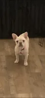 Kali, a female French Bulldog for sale in Lake Charles, LA – 3 of 3