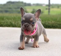 Polly (SOLD), a female French Bulldog for sale in Fresno, OH – 4 of 4