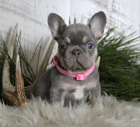 Crystal, a female French Bulldog for sale in Fresno, OH – Photo 1 of 10