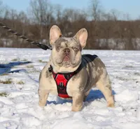 Crystal, a female French Bulldog for sale in Fresno, OH – Photo 9 of 10