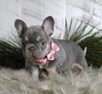 Crystal, a female French Bulldog for sale in Fresno, OH – Photo 6 of 10