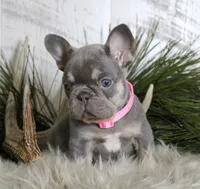 Crystal, a female French Bulldog for sale in Fresno, OH – Photo 2 of 10